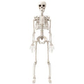 3Ft Halloween Skeleton Decorations - Realistic Skull & Fully Posable for Indoor & Outdoor Use - Medium Variation