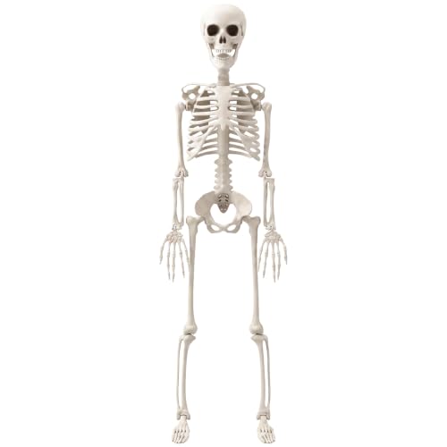 3Ft Halloween Skeleton Decorations - Realistic Skull & Fully Posable for Indoor & Outdoor Use - Medium Variation
