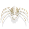 Halloween Skeleton Spider Prop - Realistic Plastic Skeleton Creature for Spooky Decor
