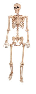 Pose-N-Stay Life-Size Halloween Skeleton - 5 FT, Realistic, Fully Poseable - Crazy Bonez