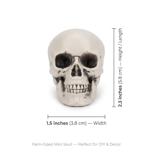 Mini Skull Decorations — 10 Pack Realistic Plastic Skeleton Props for Halloween & Spooky Events