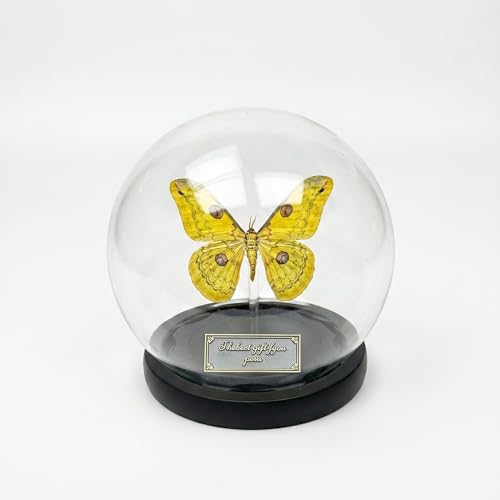 Loepa Butterfly Glass Globe Ornament - Real Winged Butterfly Aesthetic Decor for Bedroom & Desk