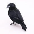 Realistic Black Feathered Crow Decoration for Halloween Home & Garden