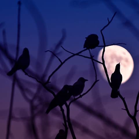 Halloween Black Feathered Crows Decor 12 Pack - Indoor Outdoor Yard Garden Party