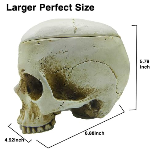 Large Human Skull Candy Dish with Lid - Halloween Skull Decor Sculpture