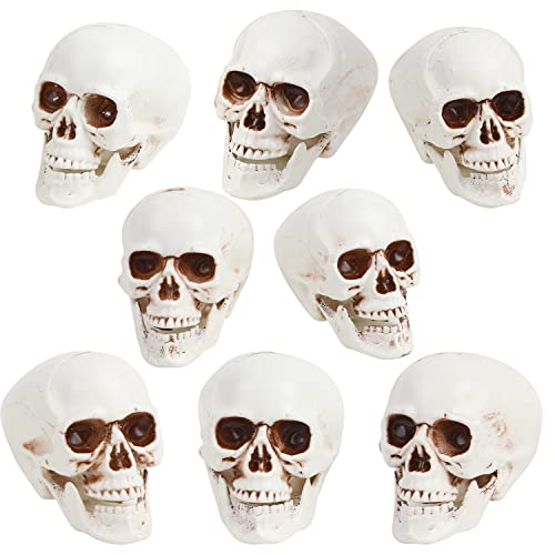 Halloween Skull Decorations 8pcs Mini Realistic Human Skulls for Haunted House & Party - Variation of 2.75 Inch