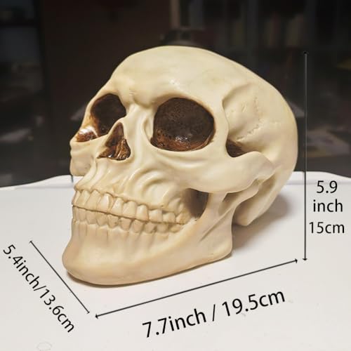 Life Size Human Skull Model - Halloween Decor, Medical & Educational Display