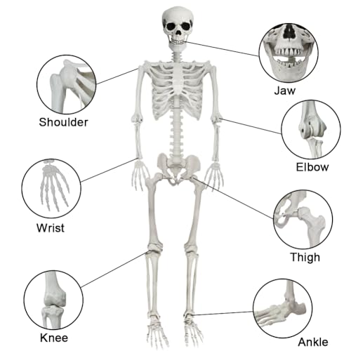 5.9FT Poseable Life Size Skeleton for Halloween Garden Party Decoration - 1 PCS