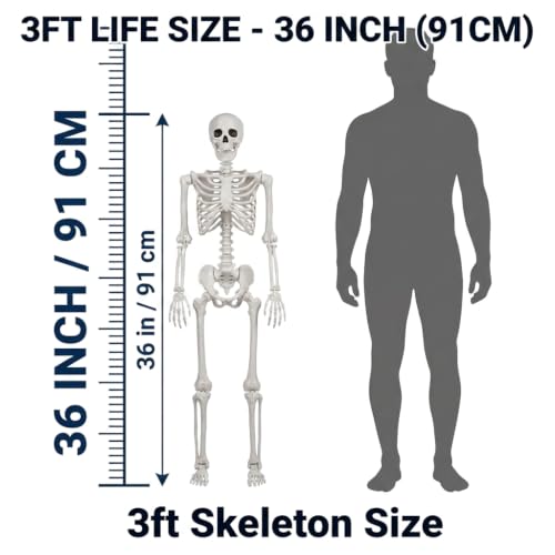 2-Pack 3FT Life Size Posable Halloween Skeletons with Movable Joints for Outdoor Yard Decor