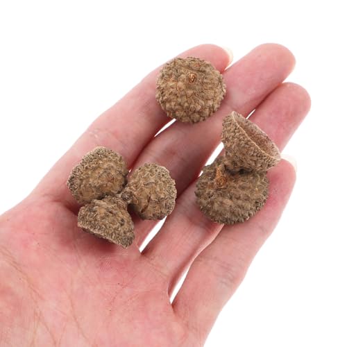 200pcs Natural Acorn Caps for Crafts Rustic Fall & Holiday Decor