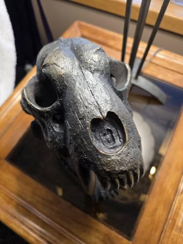 Museum-Quality Saber-Toothed Tiger Skull Replica - Prehistoric Fossil Decor Model