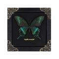 Butterfly Shadow Box Wall Decor - Handmade Taxidermy Framed Butterfly - Gothic Dark Academia Gift - 7x7 Inches - Variation: Butterfly Framed