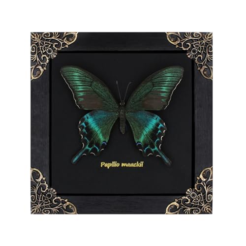 Butterfly Shadow Box Wall Decor - Handmade Taxidermy Framed Butterfly - Gothic Dark Academia Gift - 7x7 Inches - Variation: Butterfly Framed