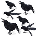 YOFIT Halloween Fake Crow Decorations - Realistic Black Crow Set - Style 2