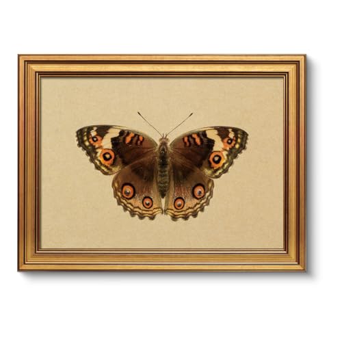 Vintage Butterfly Wall Art - Gold Frame 12x16 Inch, Peacock Pansy Variation