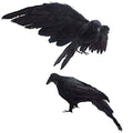Realistic Black Feathered Crow Decor - Lifesize Halloween Props - 13in & 12in - L Variation