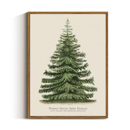 Framed Botanical Fir Pine Tree Wall Art - Winter Holiday Decor, 16x12 Inch - Variation of Fir Pine Tree / 16"L x 12"W