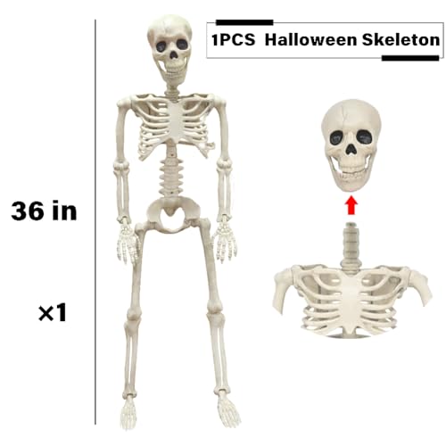 3FT Skeleton Halloween Decorations - Life Size Posable Skeleton with Joints