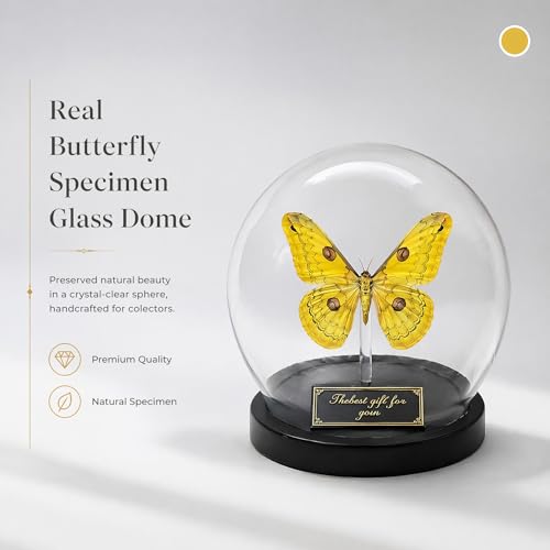 Loepa Butterfly Glass Globe Ornament - Real Winged Butterfly Aesthetic Decor for Bedroom & Desk