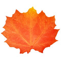 Fall Leaf Place Mats - 48 Orange Maple Disposable Table Decor for Thanksgiving