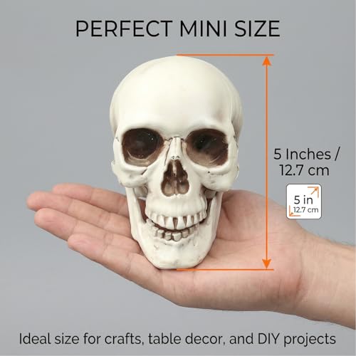 White Mini Skull Decorations - 6 Pack 5 Inch Plastic Skeleton Heads for Halloween Crafts & Outdoor Decor