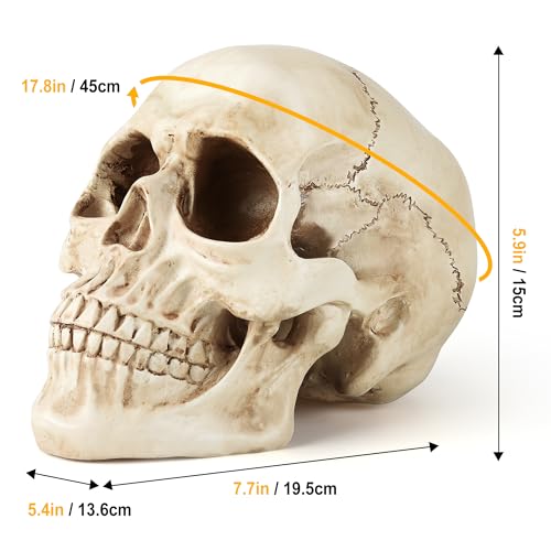 Realistic Resin Skull Decoration for Halloween & Home Decor - Gothic Skeleton Head Statue