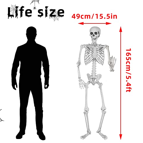 5.4Ft Halloween Skeleton with Movable Joints - Life Size Human Bones for Indoor Outdoor Decor