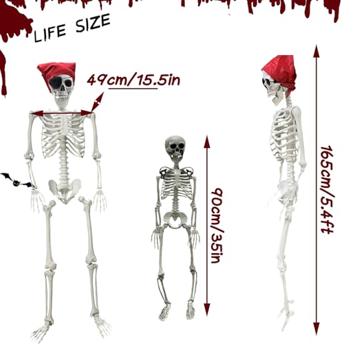 Posable Halloween Skeleton Prop - Life Size 5.4ft & 3ft Full Body Bones with Joints