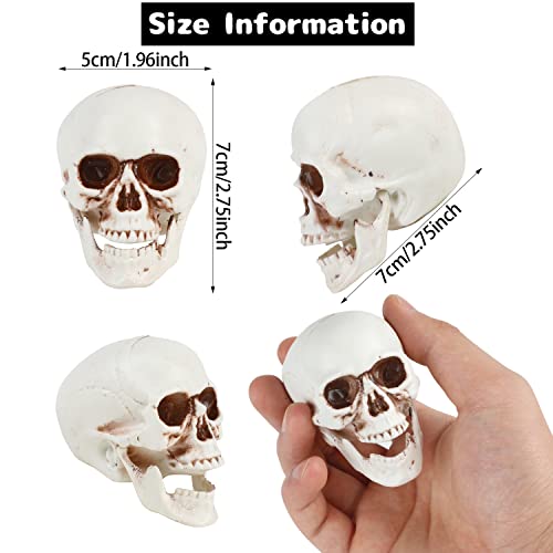 Halloween Skull Decorations 8pcs Mini Realistic Human Skulls for Haunted House & Party - Variation of 2.75 Inch