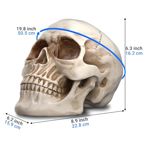 Large Life-Size Resin Skull for Halloween & Home Decor - White