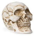 White Resin Skull Statue for Home Decor Gothic Halloween Ornament