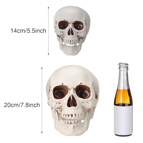 Halloween Human Skull Decor Set - Realistic Plastic Skeleton Models 8 Inch & 5.1 Inch - 4 Pieces