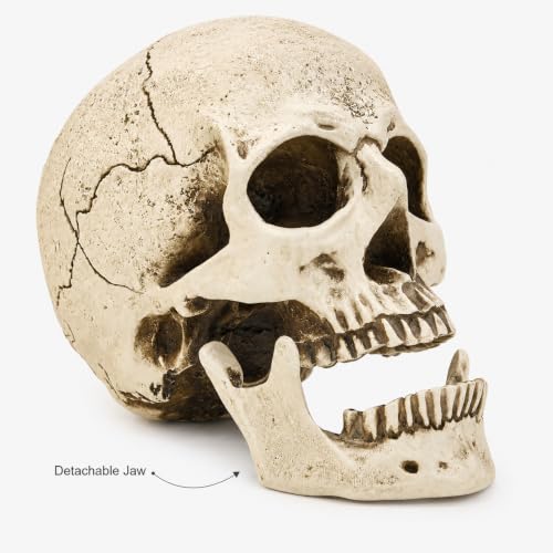 Life Size Skull Head Statue - Realistic Resin Gothic Decor - Variation of Skull Head