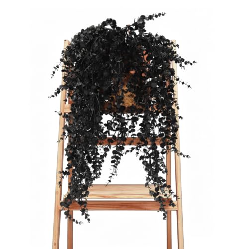 Artificial Hanging Plant Vines - Black Grass Faux Fall Greenery 31.5" with 5 Stems - Variation of Black Grass / Hanging Plants Without Lights