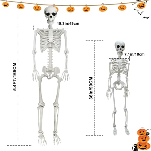 Life Size Halloween Skeleton with Movable Joints - 5.4ft & 3ft Spooky Decor Set