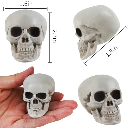 20 Pcs Halloween Skull Decorations Realistic Skeleton Heads for Haunted Parties & Spooky Home Decor - Variation of THIS listing
