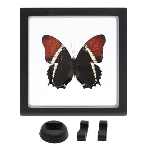 Siproeta Eppapus Butterfly Shadow Box - Handmade Taxidermy Framed Butterfly Decor