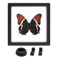 Siproeta Eppapus Butterfly Shadow Box - Handmade Taxidermy Framed Butterfly Decor