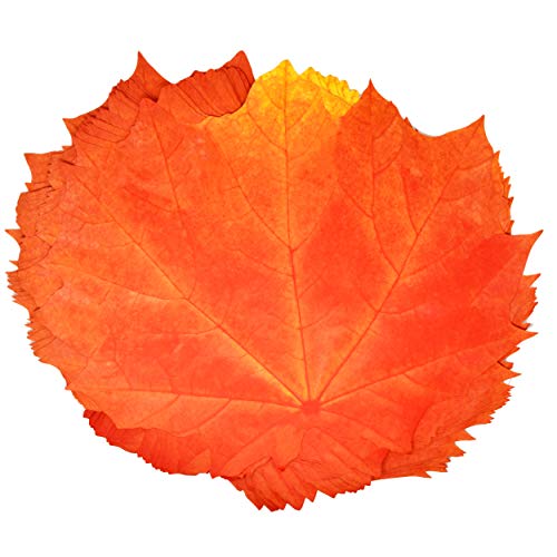 Fall Leaf Place Mats - 48 Orange Maple Disposable Table Decor for Thanksgiving