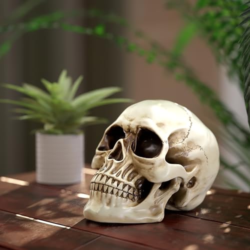Large Life-Size Resin Skull for Halloween & Home Decor - White