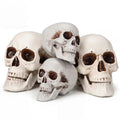 Halloween Human Skull Decor Set - Realistic Plastic Skeleton Models 8 Inch & 5.1 Inch - 4 Pieces