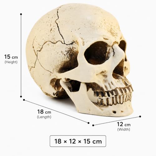 Life Size Skull Head Statue - Realistic Resin Gothic Decor - Variation of Skull Head