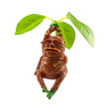 Mandrake Resin Statue Figurine for Garden & Indoor Decor - Mythical Plant Gift