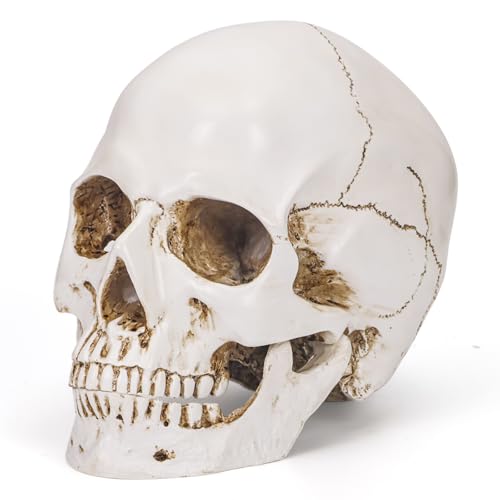 White Resin Skull Sculpture - Life Size Halloween Decor & Artistic Display - Variation of THIS listing