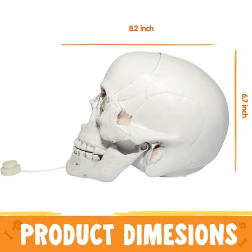 Halloween Skull Table Decor with Moving Eyes & Sound Effects - Indoor Haunted House Prop