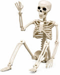 16-Inch Plastic Full Body Skeleton Halloween Decoration - Posable Hanging Skeleton for Haunted House & Graveyard Props
