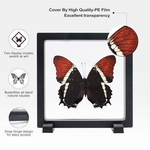 Siproeta Eppapus Butterfly Shadow Box - Handmade Taxidermy Framed Butterfly Decor