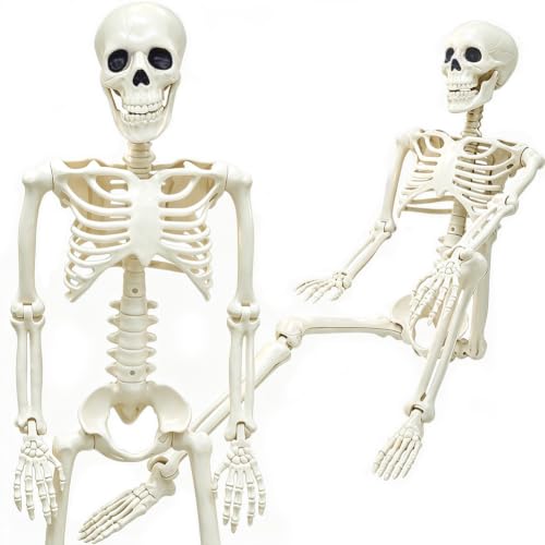 3FT Skeleton Halloween Decorations - Life Size Posable Skeleton with Joints