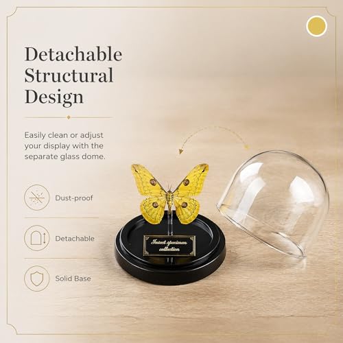 Loepa Butterfly Glass Globe Ornament - Real Winged Butterfly Aesthetic Decor for Bedroom & Desk