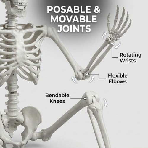 2-Pack 3FT Life Size Posable Halloween Skeletons with Movable Joints for Outdoor Yard Decor